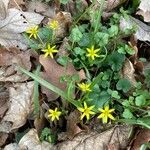 Gagea lutea Flower