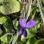 Viola hirta Flower