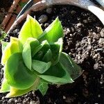 Haworthia cymbiformis Çiçek