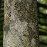Mouriri nervosa Kabuk