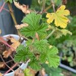 Pelargonium odoratissimum ഇല