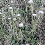 Globularia vulgaris Habitus