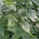 Heracleum sphondylium Leaf