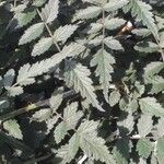 Rubus thibetanus Hoja