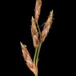 Fimbristylis autumnalis Frutto