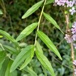 Buddleja alternifolia Folha