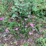 Centaurium erythraeaFlower