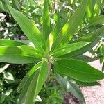 Bontia daphnoides Leaf