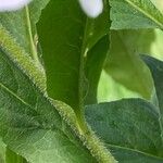 Hesperis matronalis Corteza