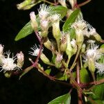 Heterocondylus vitalbae Hoja