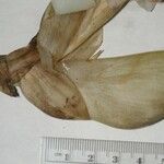 Stanhopea ecornuta Otro