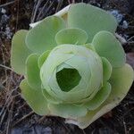 Aeonium balsamiferum 叶