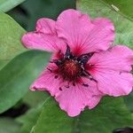 Potentilla nepalensis Flower