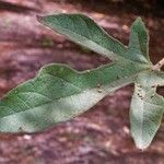Brachychiton bidwillii Lapas