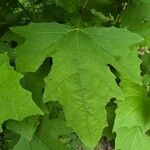 Smallanthus uvedalia Leaf