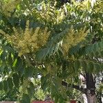 Ailanthus altissima Blodyn