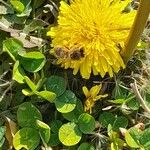 Taraxacum dissectumKvet