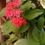 Pentas lanceolataफूल