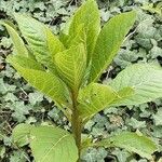 Phytolacca acinosa Blatt