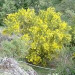 Genista florida Flower