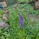 Aconitum napellusBlomst