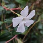 Vinca minor Flor