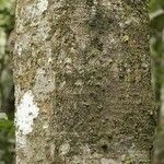 Licania densiflora Bark