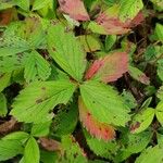 Fragaria virginiana Blatt