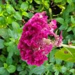 Celosia argenteaKvět