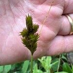 Carex leporina Λουλούδι