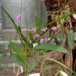 Bletilla striata 整株植物