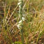 Spiranthes spiralis Hàbitat