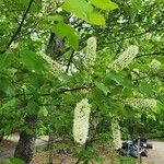 Prunus virginianaFlower