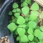 Parietaria floridana Hoja