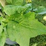 Alcea rosea Leaf