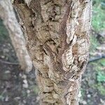 Quercus suber Corteccia