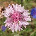 Crepis rubra Flower