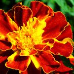 Tagetes erecta 花