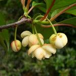 Schisandra grandiflora Frucht