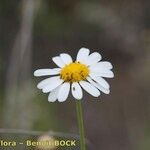 Argyranthemum filifolium Flower