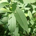 Verbesina alternifolia Leaf