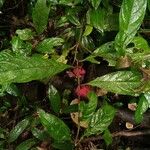Drymonia coccinea Hábito