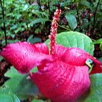 Hibiscus elatus Květ