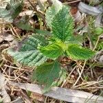 Lantana viburnoides برگ