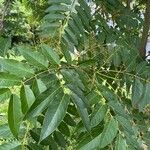 Ailanthus altissimaHostoa