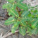 Phyllanthus niruri 葉