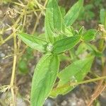 Gomphrena haenkeana Blatt