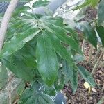 Castanospermum australe Frunză