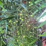 Searsia lancea Frucht