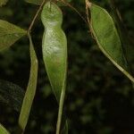 Inga marginata Fruit